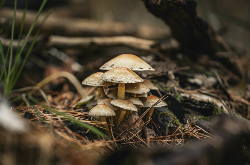 stories/mushrooms-canada-zoomies.jpg