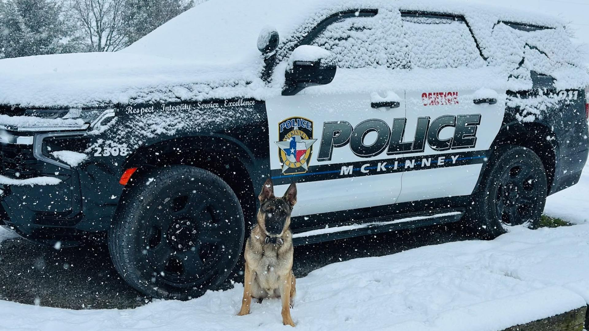 McKinney Police K-9 and Suspect Killed in Motel Shooting